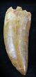 Top Quality Carcharodontosaurus Tooth #23368-1